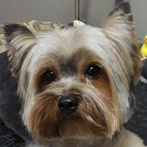 Meet your Posher, Randi